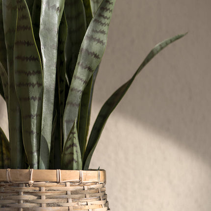 Kunstplant Sansevieria - ↕85cm