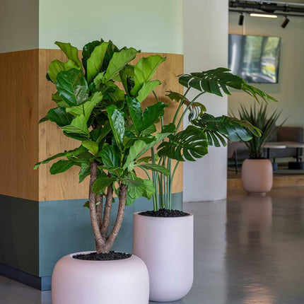 Kunstplant Monstera - ↕150cm