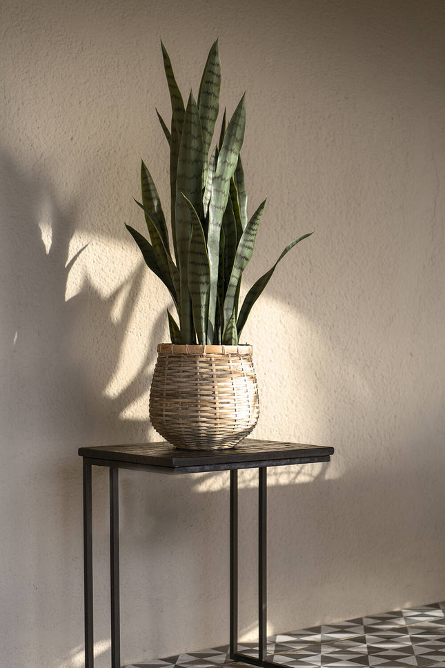 Kunstplant Sansevieria - ↕70cm