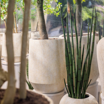 Kunstplant Sansevieria Cylindrica - ↕120cm