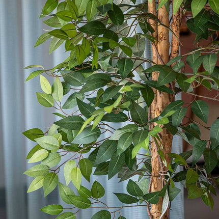 Kunstplant Ficus boom - ↕180cm