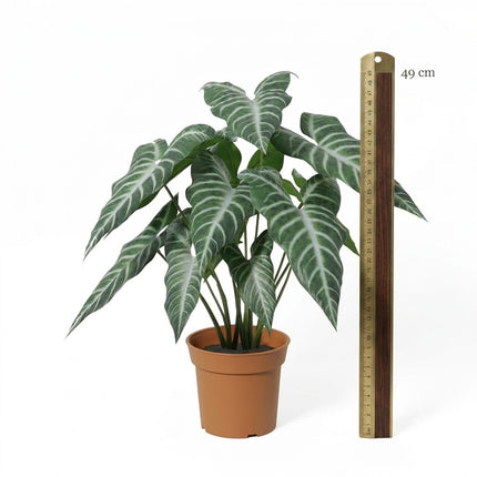 Kunstplant Alocasia Polly - ↕49cm