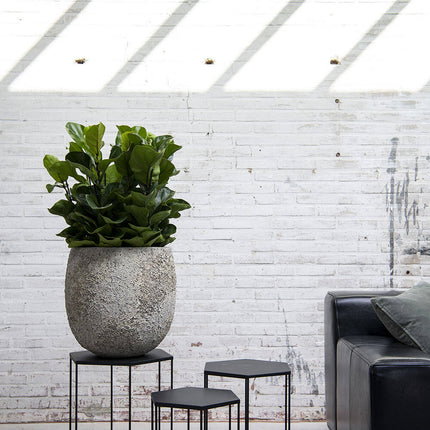 Kunstplant Ficus Lyrata - ↕100cm