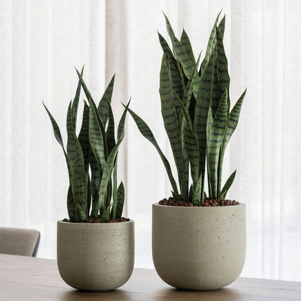 Kunstplant Sansevieria - ↕70cm