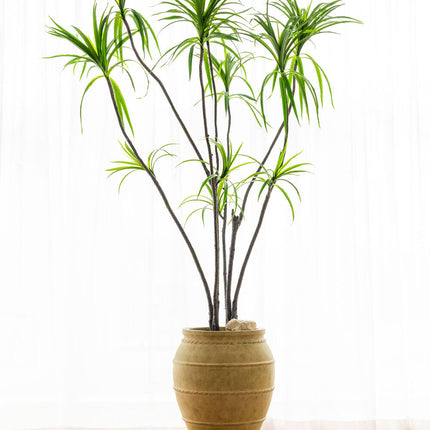 Kunstplant Dracaena Marginata - ↕230cm