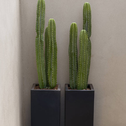 Kunstplant Cactus San Pedro XL - ↕100cm