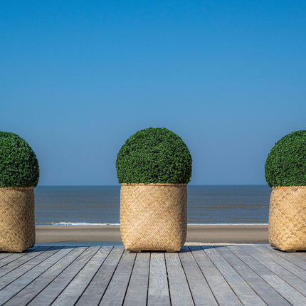 Kunstplant Buxus Rond - ↕70cm