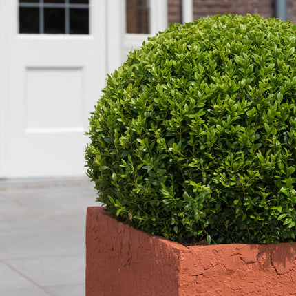 Kunstplant Buxus Rond - ↕52cm
