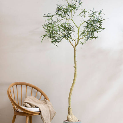 Kunstplant Queensland flesboom - ↕200cm