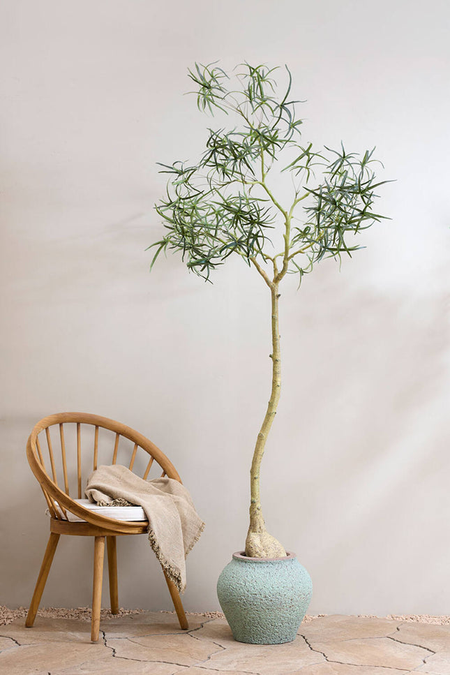 Kunstplant Queensland flesboom - ↕200cm
