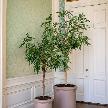 Kunstplant Ficus Alii boom - ↕180 cm