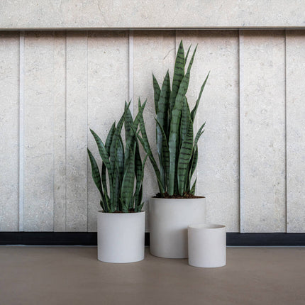 Kunstplant Sansevieria - ↕85cm