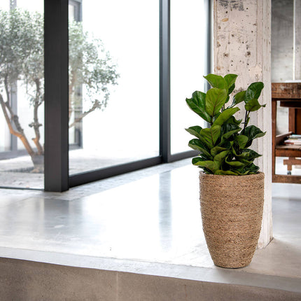 Kunstplant Ficus Lyrata - ↕100cm