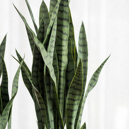 Kunstplant Sansevieria - ↕85cm