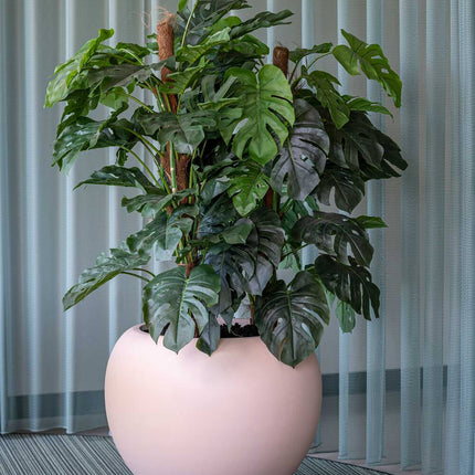 Kunstplant Monstera Pertusum - ↕140cm