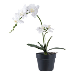 Collection image for: Nep Orchidee