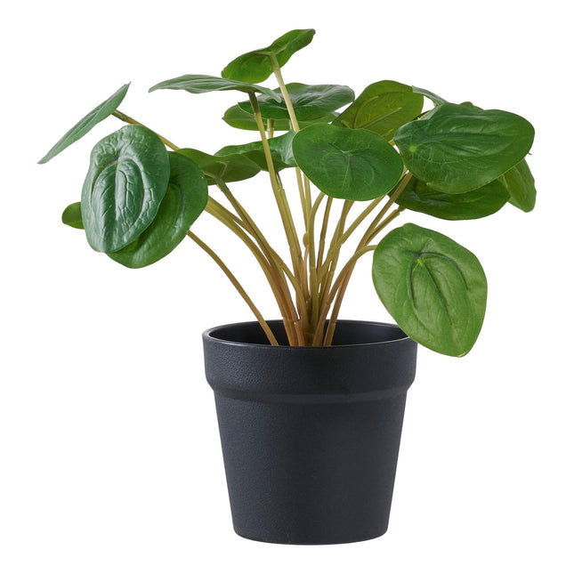Kunstplant Pilea - ↕28cm
