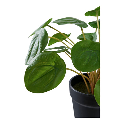 Kunstplant Pilea - ↕28cm