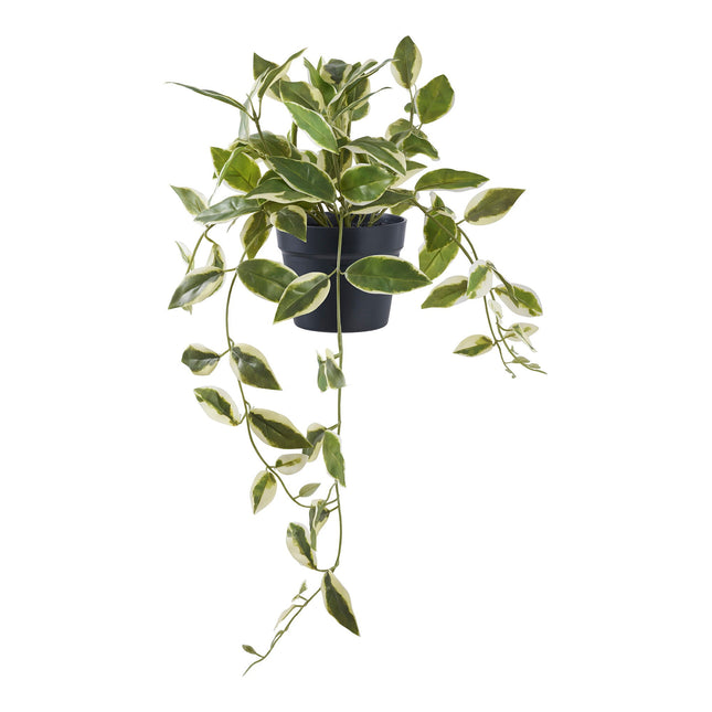 Kunstplant Hoya Carnosa - ↕33cm
