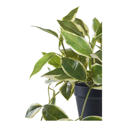 Kunstplant Hoya Carnosa - ↕33cm