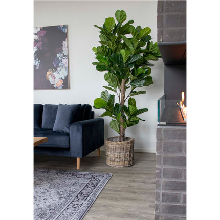 Kunstplant Ficus - Vioolbladplant - ↕190cm