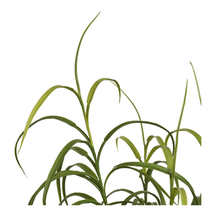 Kunstplant Gras - ↕68cm