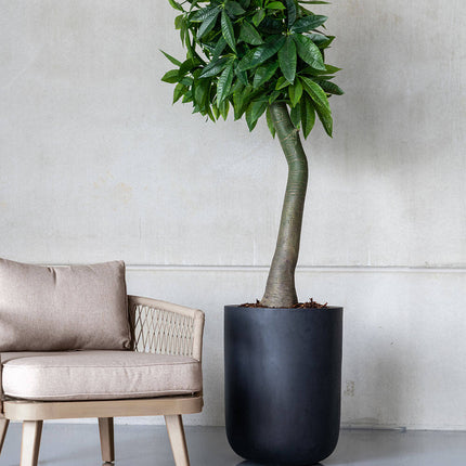 Kunstplant Pachira - ↕170cm