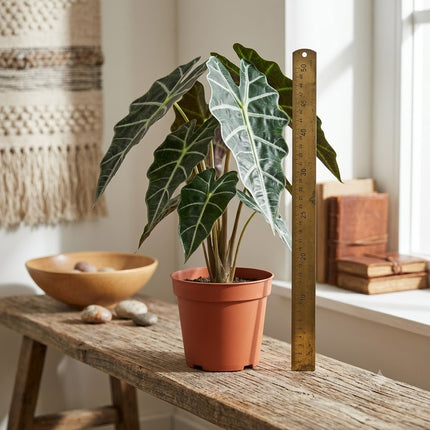 Kunstplant Alocasia Polly - ↕49cm