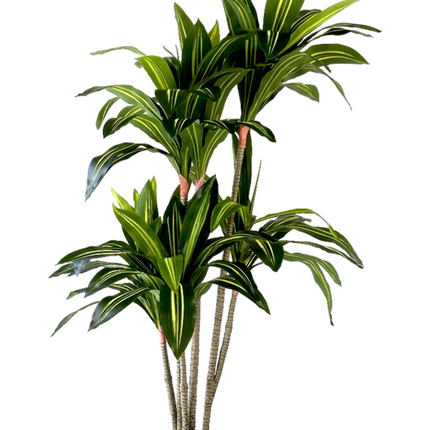 Kunstplant Dracaena Fragnans - ↕150cm