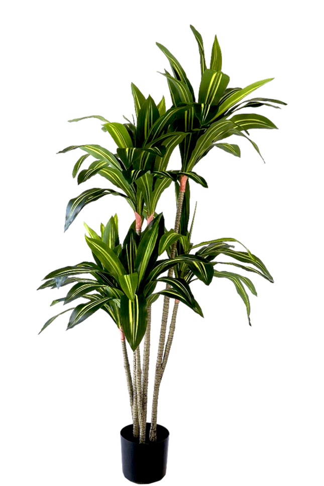 Kunstplant Dracaena Fragnans - ↕150cm