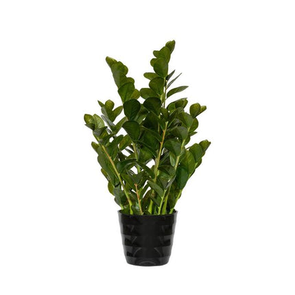 Kunstplant Zamioculcas - ↕90cm