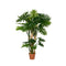 Philodendron Kunstplant