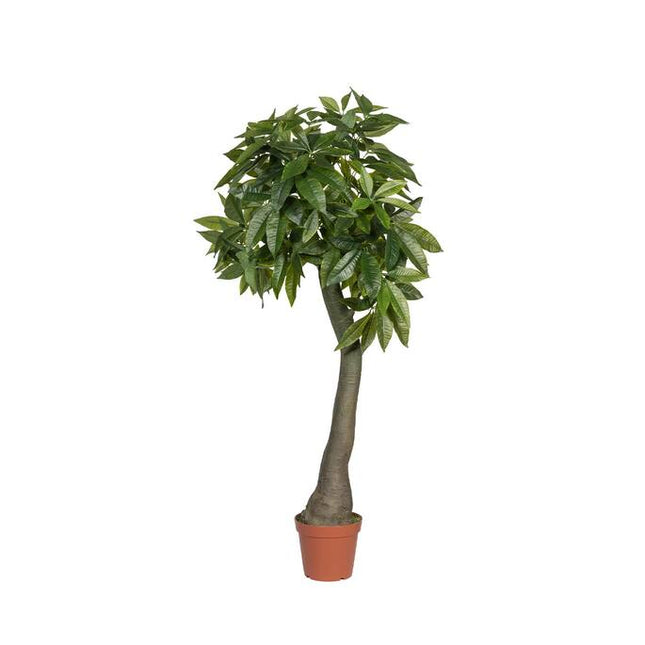 Kunstplant Pachira - ↕170cm