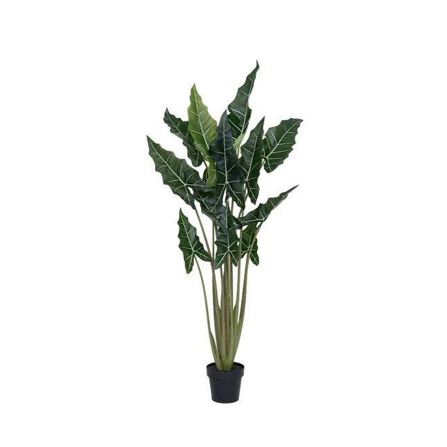 Kunstplant Alocasia Taro - ↕160cm