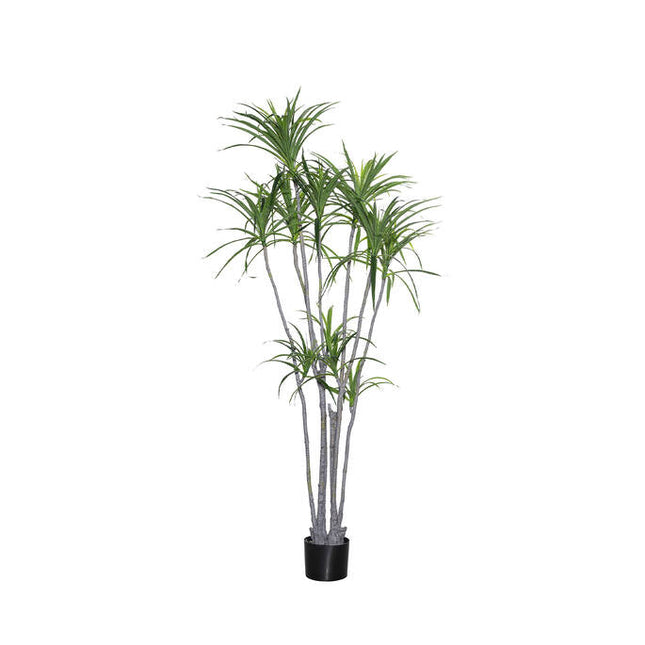 Kunstplant Dracaena Marginata - ↕230cm