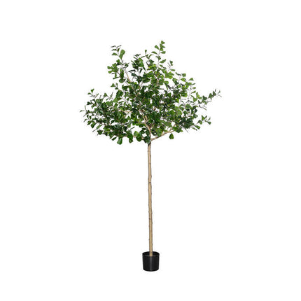 Kunstplant Ficus Triangularis boom - ↕240cm