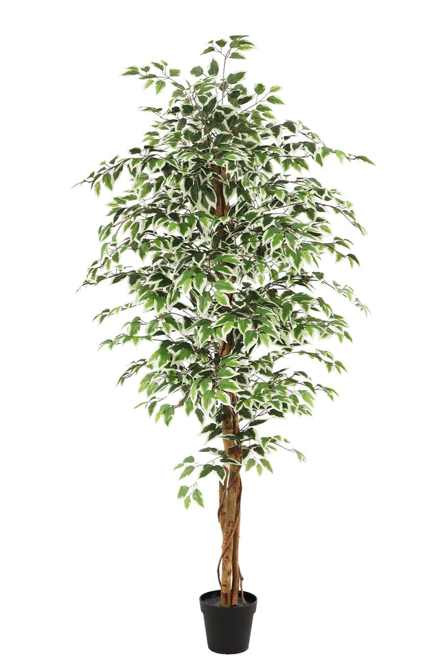 Kunstplant Ficus - ↕180cm