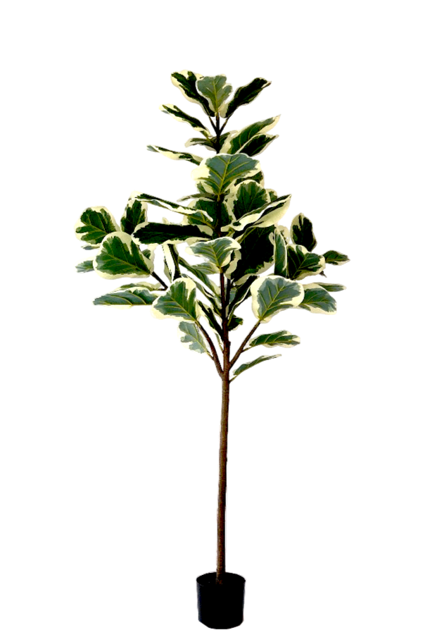 Kunstplant Ficus Lyrata - ↕160cm