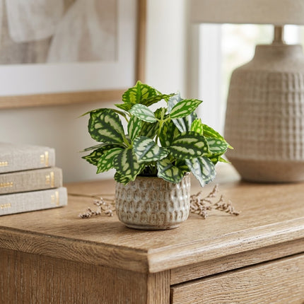 Kunstplant Pilea - Ice Water - ↕8cm - Ø9cm
