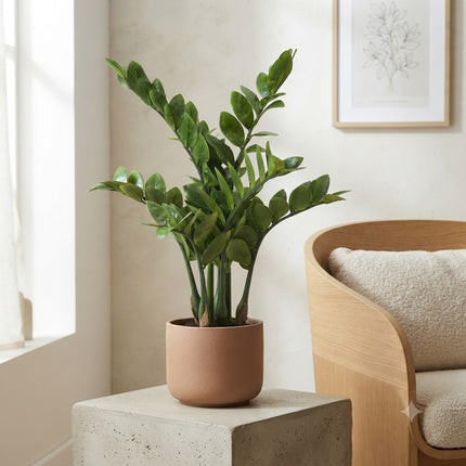 Kunstplant Zamioculcas - ZZ plant - ↕70cm - Ø15cm