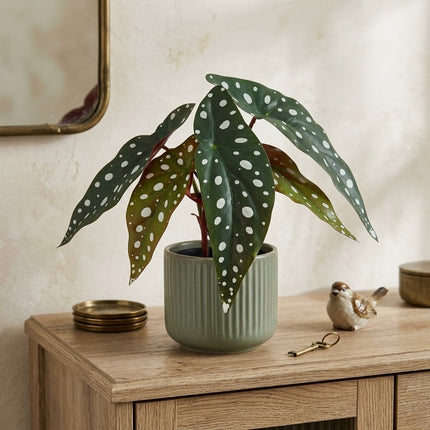 Kunstplant Begonia Maculata - ↕24cm - Ø9cm