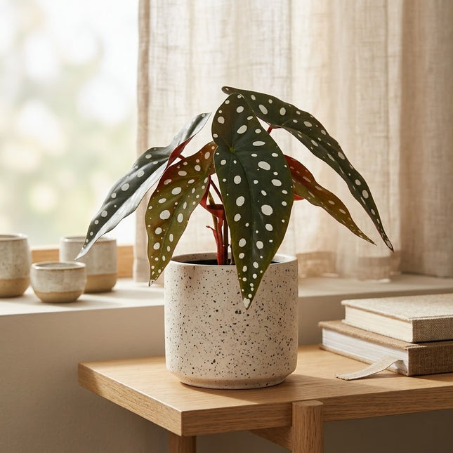 Kunstplant Begonia Maculata - ↕24cm - Ø9cm