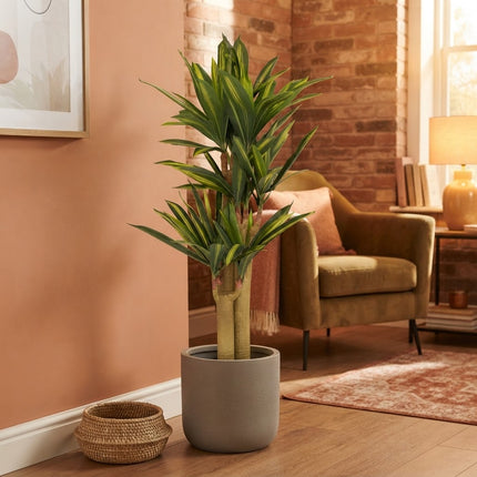 Kunstplant Dracaena - ↕145cm