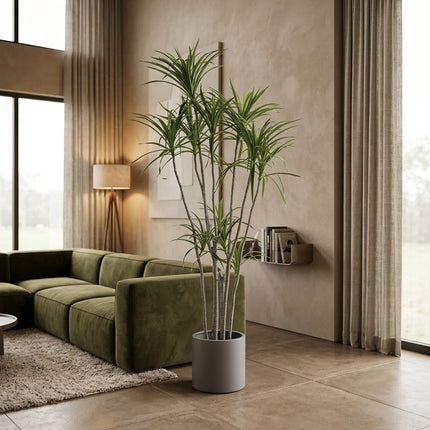 Kunstplant Dracaena Marginata - ↕230cm