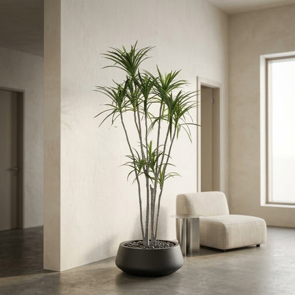 Kunstplant Dracaena Marginata - ↕230cm