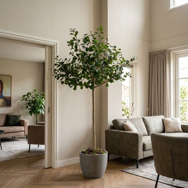 Kunstplant Ficus Triangularis boom - ↕240cm