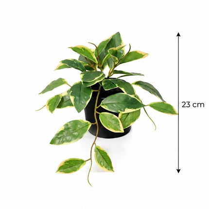 Kunstplant Hoya Variegata - ↕23cm - Ø9cm