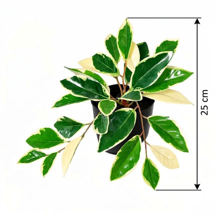 Kunstplant Hoya Variegata - ↕25cm - Ø9cm