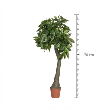 Kunstplant Pachira - ↕170cm