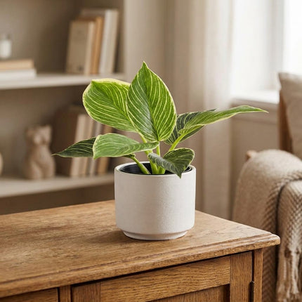 Kunstplant Philodendron Birkin - ↕20cm - Ø9cm